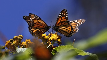 Monarchfalter Mexiko | Bild: picture alliance / AP Photo