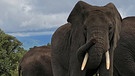 Eindrücke aus der Serengeti und dem Ngorongo-Krater: hier eine Herde Elefanten im Vordergrund | Bild: BR/Till Ottlitz