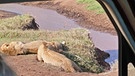 Eindrücke aus der Serengeti und dem Ngorongo-Krater: Schlafende Löwen vom Jeep aus beobachtet | Bild: BR/Till Ottlitz