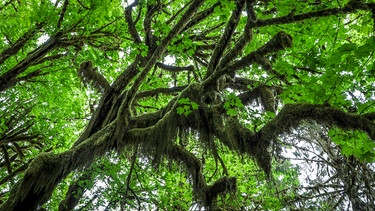 Hoh Rain Forest - Der üppige Regenwald ist Teil des Olympic National Park und UNESCO Weltnaturerbe. | Bild: BR/Dirk Rohrbach