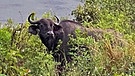 Eindrücke aus der Serengeti und dem Ngorongo-Krater: Ein Büffel umgeben vom Büschen | Bild: BR/Till Ottlitz