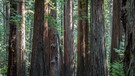 Humboldt Redwoods State Park - Die Redwoods an der Küste sind die höchsten Bäume der Welt, die breitesten und die mit der größten Biomasse. | Bild: BR/Dirk Rohrbach