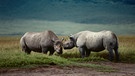 Nashörner in Tansania, Ngorongoro Krater | Bild: picture-alliance / OKAPIA KG, Germany | Fritz Pölking