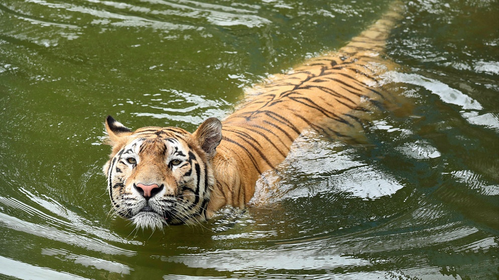 Tiger in Bangladesch | Bild: picture alliance / ZUMAPRESS.com | Md Manik
