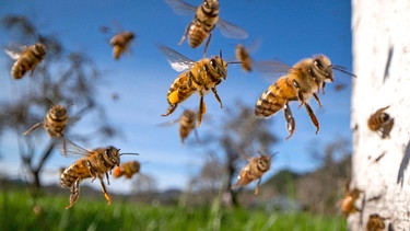 Bienen kehren zu ihrem Bienenstock zurück | Bild: picture alliance / ZUMAPRESS.com | Robin Loznak