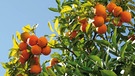 Orangen auf Mallorca | Bild: ecovinyassa