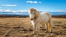 Island-Pony in Island | Bild: colourbox.com