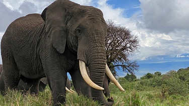 Eine Elephant auf dem Rand des Ngorongoro-Kraters in Tansania | Bild: BR/Till Ottliz