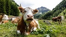 Glückliche Kuh auf der Alm | Bild: picture alliance / Martin Huber / picturedesk.com | Martin Huber