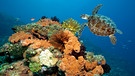 Grüne Meeresschildkröte (Chelonia mydas) neben Korallenblock, Pazifik, Nationalpark Komodo | Bild: picture alliance / imageBROKER | Norbert Probst