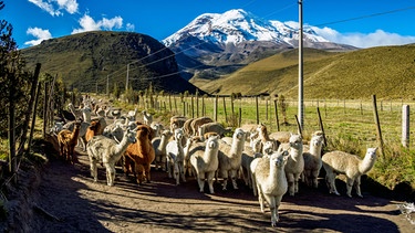 Schafe auf dem Weg zur Weide | Bild: picture alliance / imageBROKER | Karol Kozlowski