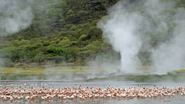 Zwergflamingos im Bogoria-See, Rift Valley, Kenia
Fotograf: W. Dolder | Bild: picture-alliance/dpa/blickwinkel