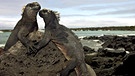 Meerechsen bei Puerto Ayora auf den Galapagos-Inseln | Bild: picture-alliance/dpa