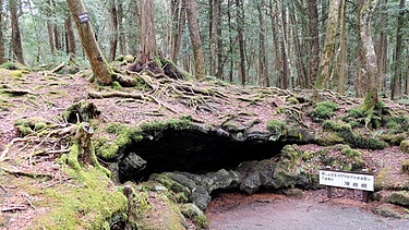 Aokigahara, Selbstmordwald in Japan | Bild: picture-alliance/dpa