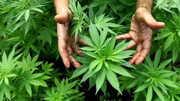 Cannabis-Pflanzen, aus denen auch Marihuana hergestellt wird | Bild: picture-alliance/dpa