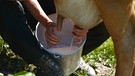 Kuh wird mit der Hand gemolken | Bild: picture-alliance/dpa