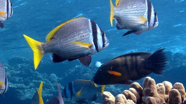 Unterwasserwelt in Ägypten | Bild: picture-alliance/dpa