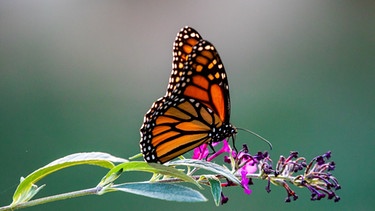 Ein Schmetterling sitzt auf einer Blüte | Bild: BR