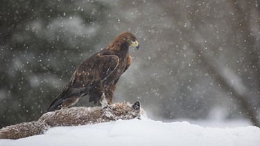 Ein Adler steht im Schnee auf einem toten Fuchs. | Bild: picture alliance / Zoonar | Bosch Marcus