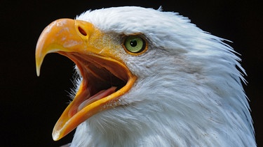 Weißkopfseeadler | Bild: picture-alliance/dpa