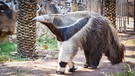 Ameisenbär | Bild: colourbox.com