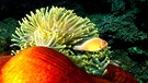 Anemonenfisch  | Bild: picture-alliance/dpa