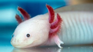 Darstellung: Axolotl | Bild: picture-alliance/dpa