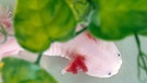 Ein Axolotl (Ambystoma mexicanum) schwimmt in einem Aquarium im Zentrum für Regenerative Therapien Dresden (CRTD). An der Universität wird mit Hilfe der Axolotl an regenerativen Therapiemöglichkeiten geforscht.  | Bild: picture alliance / dpa | Arno Burgi
