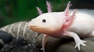 Ein weißer Axolotl. | Bild: picture alliance / Hippocampus-Bildarchiv | Frank Teigler