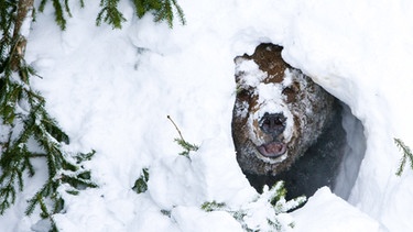 Bär in einer Schneehöhle | Bild: picture-alliance/dpa