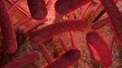 Bakterien unter dem Mikroskop | Bild: colourbox.com
