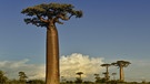 Baobab-Baum | Bild: picture-alliance/dpa