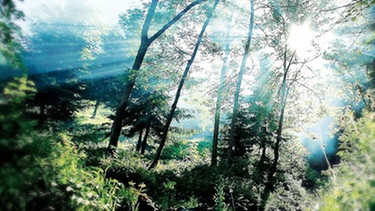 Sonnenstrahlen strömen durch Bayerns Wälder | Bild: colourbox.com
