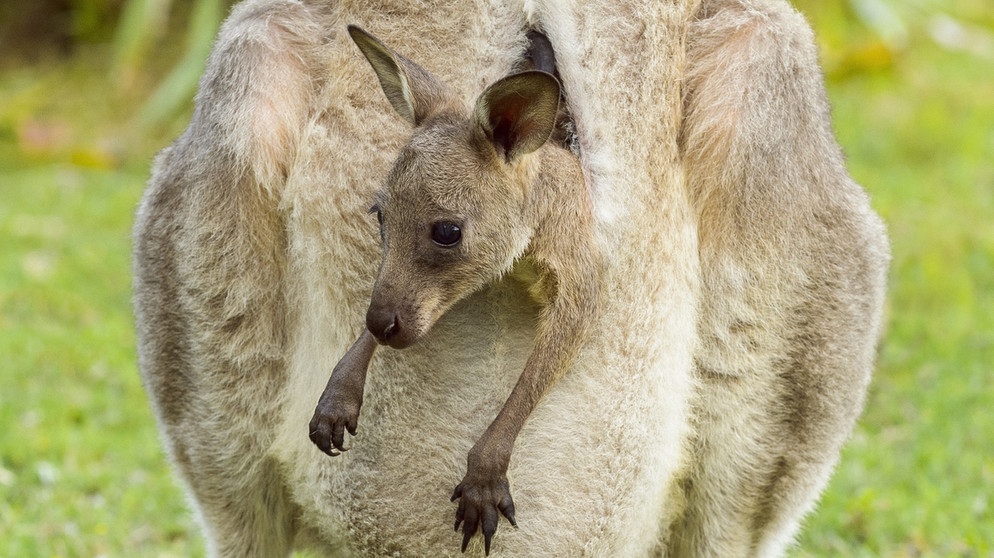 Känguruh im Beutel  | Bild: picture-alliance/dpa