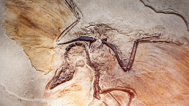Urvogel Archaeopteryx in Stein gemeißelt | Bild: colourbox.com