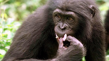 Bonobo (Zwergschimpanse) | Bild: picture-alliance/dpa