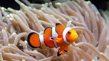 Clownfisch  | Bild: picture-alliance/dpa