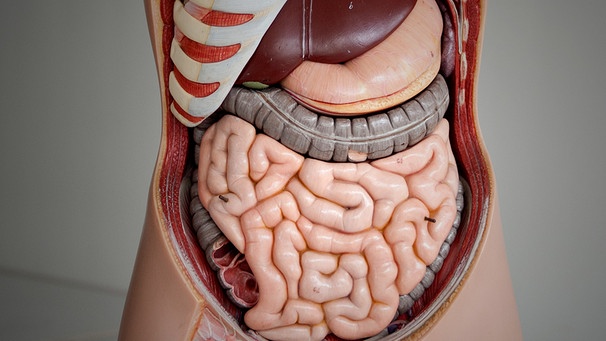 Model eines menschlichen Darms | Bild: picture-alliance/dpa