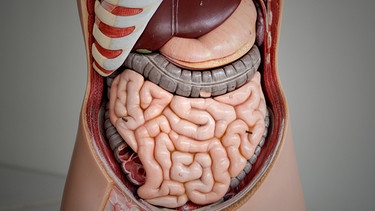 Model eines menschlichen Darms | Bild: picture-alliance/dpa