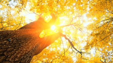 Die Sonne scheint durch die Blätter einer Baumkrone. | Bild: colourbox.com