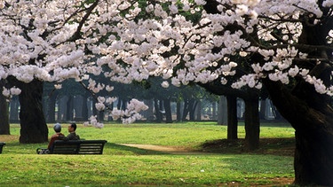 Ein Pärchen sitzt zur Zeit der Kirschblüte im April im Yoyogi Park in Tokio | Bild: picture-alliance/dpa