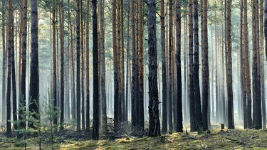 Darstellung: Wald | Bild: picture-alliance/dpa