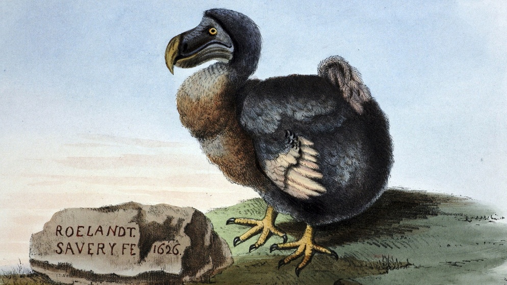 Illustration des ausgestorbenen Dodo-Vogels | Bild: picture-alliance/dpa