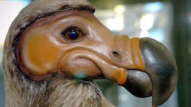 Nachbildung eines Dodo Vogels | Bild: picture-alliance/dpa