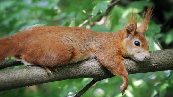 Eichhörnchen | Bild: picture-alliance/dpa