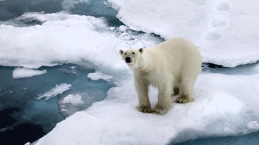 Eisbär auf Packeis, Spitzbergen, Norwegen. | Bild: picture alliance / Zoonar | Stefan Ernst