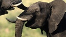 Elefanten | Bild: colourbox.com 