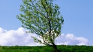 Baum, der sich im Wind biegt | Bild: colourbox.com