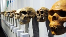 Abgüsse von fossilen, menschlichen Schädeln, die die Entstehung der Menschheit dokumentieren, im Kasseler Naturkundemuseum. | Bild: picture-alliance/dpa