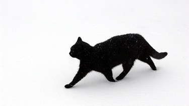 Schwarze Katze | Bild: picture-alliance/dpa